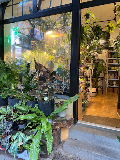Pilea - Living with Plants