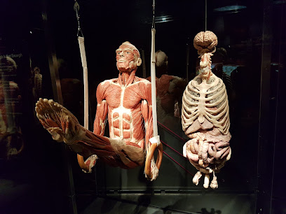 People Museum - The first museum of BODY WORLDS