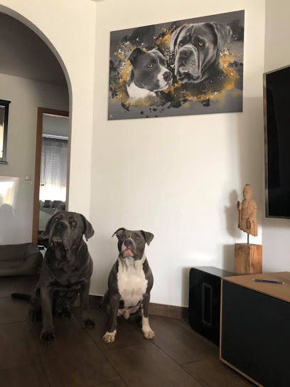 Petsuns